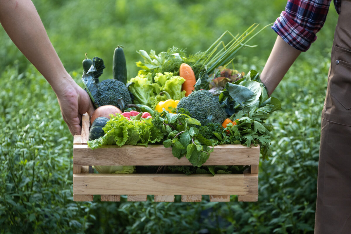 I ritmi circadiani in agricoltura biodinamica