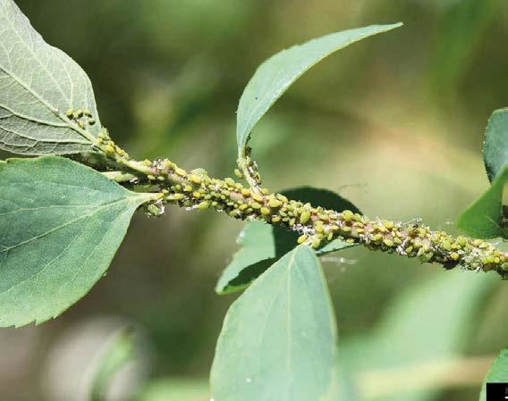 Afidi degli agrumi: riconoscerli e contrastarli