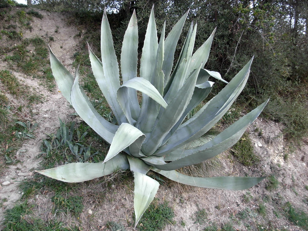 Agave: come prendersene cura