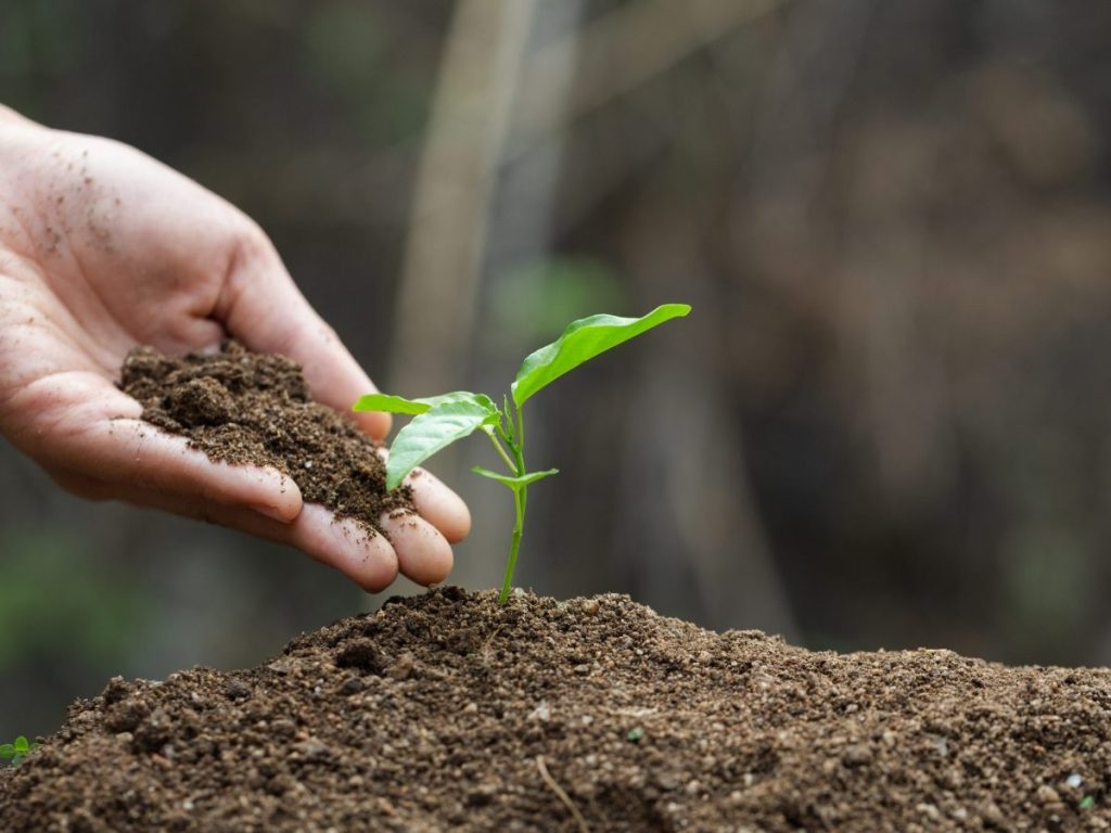 Agricoltura biodinamica: saperi tradizionali, ricerca scientifica e innovazione agroecologica