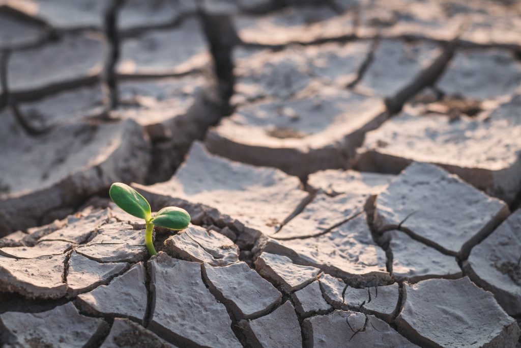 Agricoltura biologica per il clima