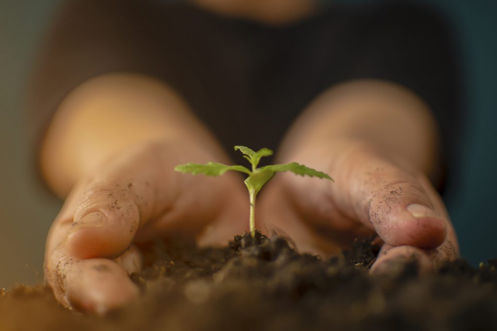 Agricoltura indoor: come ottenere cibo anche negli spazi chiusi