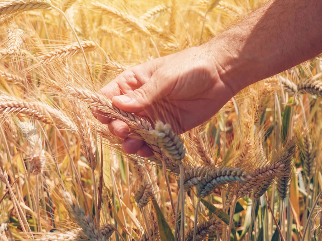 Agricoltura: nasce il progetto “Seme libero”