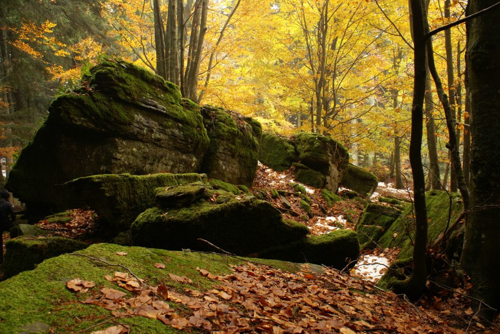 Al via studio sui benefici della “terapia forestale”