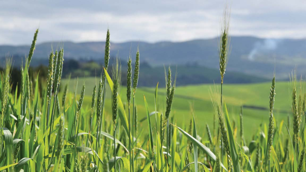 Alla scoperta delle antiche varietà di grano