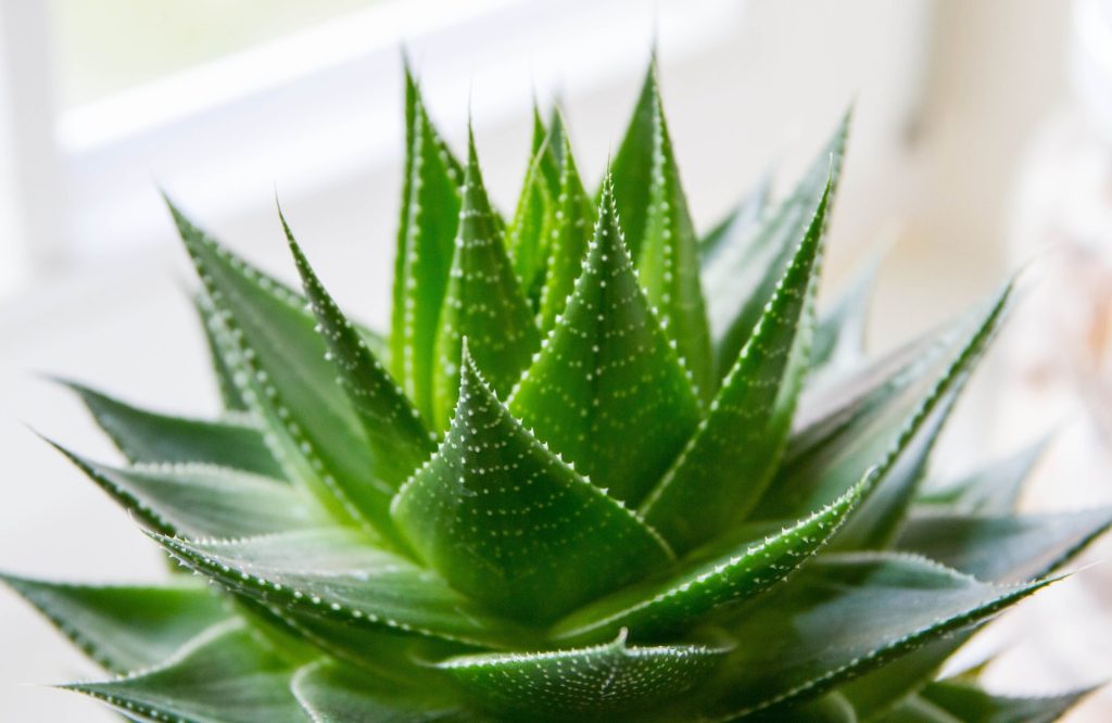 Aloe: coltivarla in casa