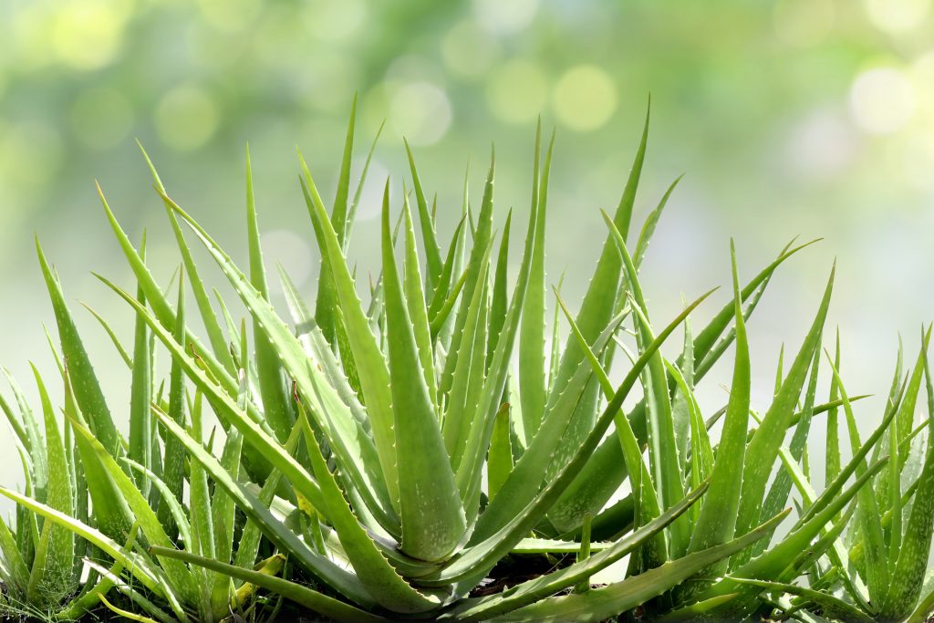 Aloe: la pianta dell’armonia