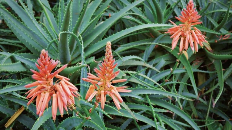 Aloe: pianta dalle innumerevoli proprietà