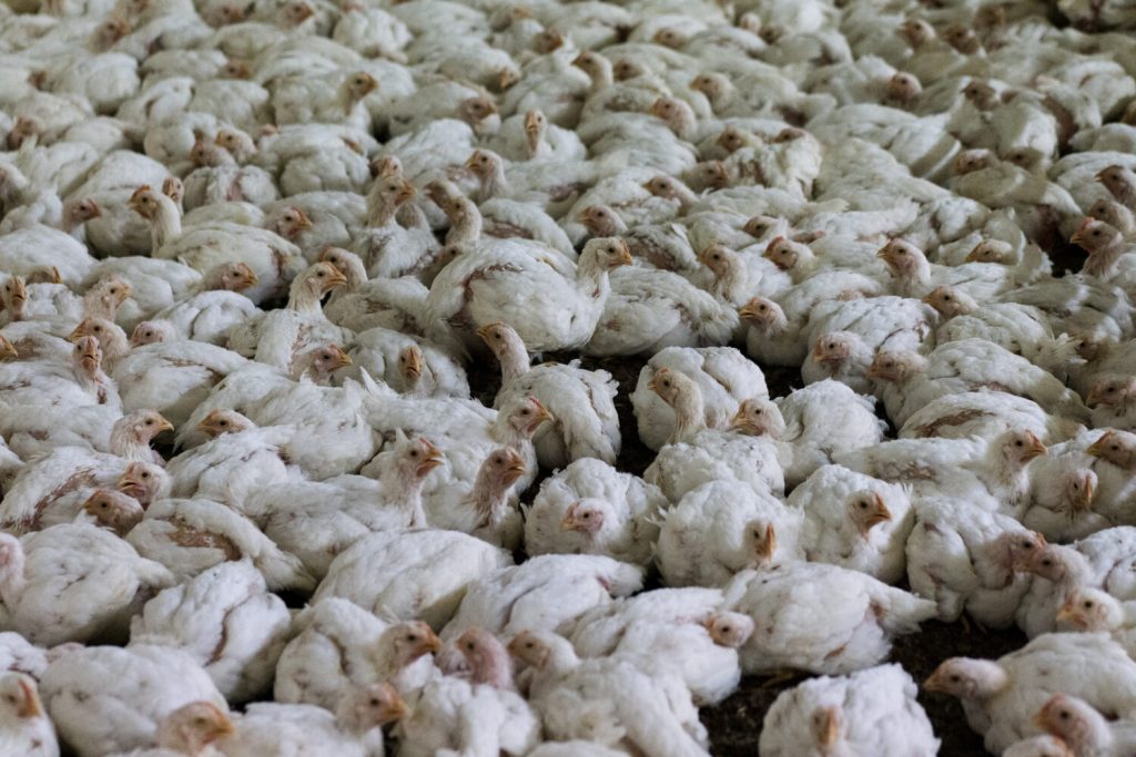 Animal Equality: «Polli broiler, selezione genetica che li condanna a sofferenza»