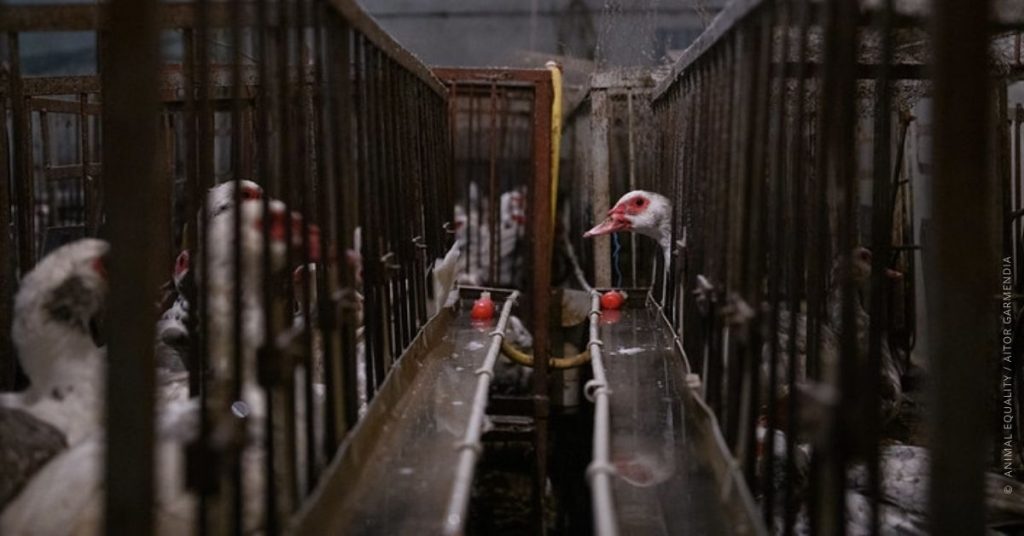 Animal Equity: «Foie gras, da vietare l’alimentazione forzata delle anatre»