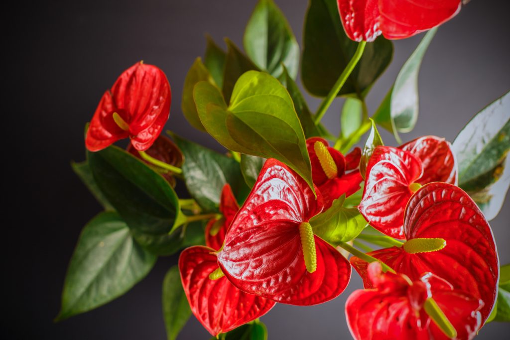 Anthurium: cura e coltivazione