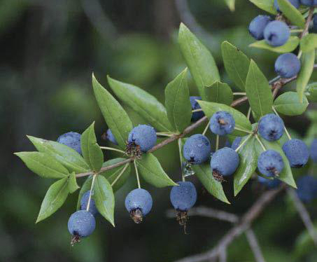 Antinfiammatorio e antisettico: i benefici del mirto