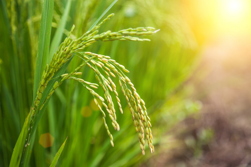 Appello di 3600 scienziati alla UE:  la politica agricola smetta di distruggere la natura