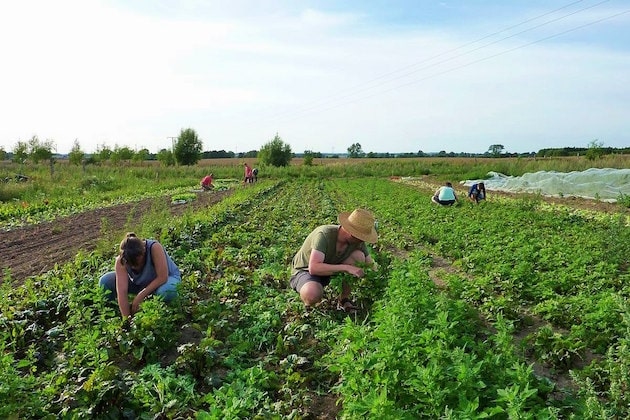 Appello di 500 organizzazioni: «Stop alla deforestazione e sostegno all’agroecologia su piccola scala»