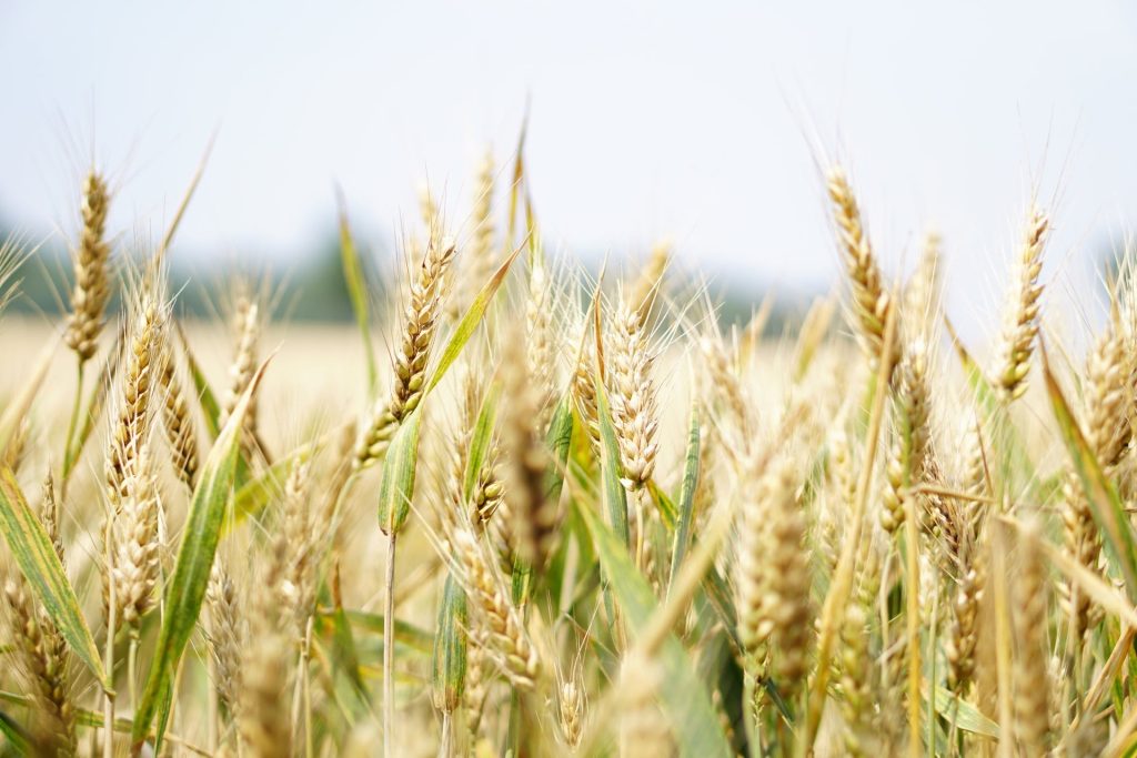 Appello di 500 scienziati: «Ora più che mai occorre una trasformazione del sistema alimentare»