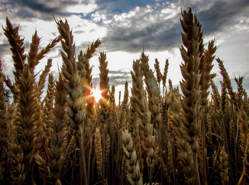 Appello di Slow Food: «Si aumentino sforzi per salvare biodiversità»