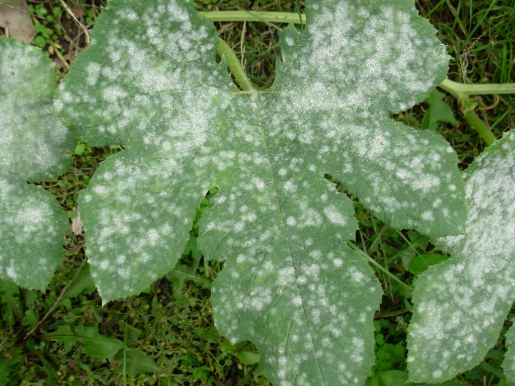 Avversità comuni degli ortaggi: il mal bianco