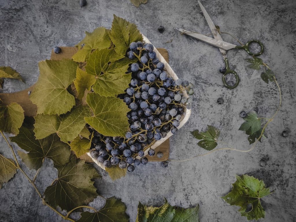 BIOAgroecologia: servono ricerca e innovazione