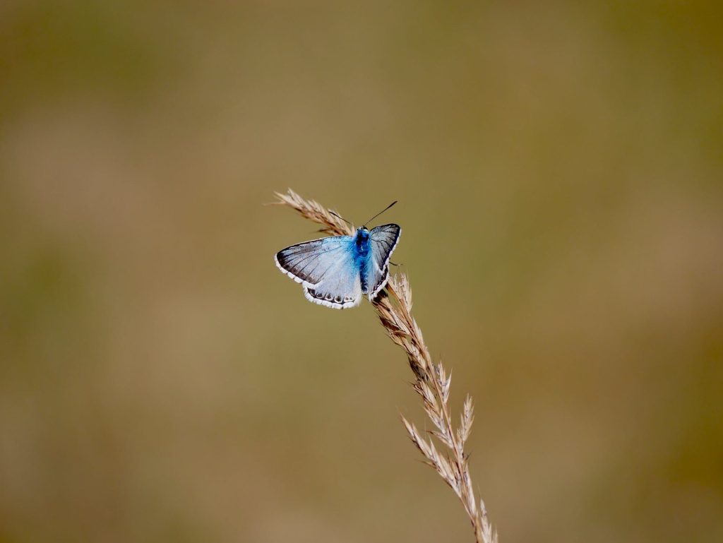 Biomi e biodiversità: conosciamo il nostro Pianeta