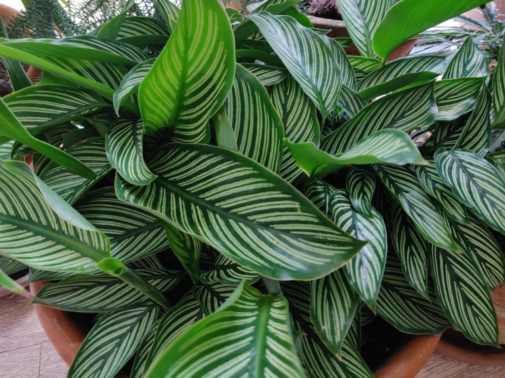 Calathea. Coltivare la “pianta pavone”