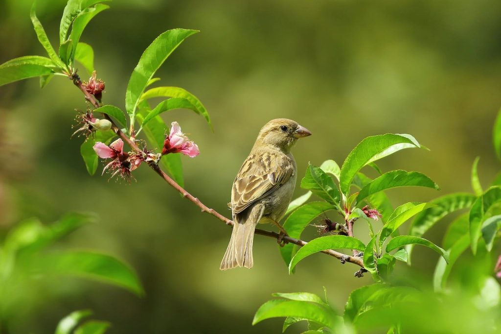 Campagne sempre più silenziose: dov’è finita la biodiversità?