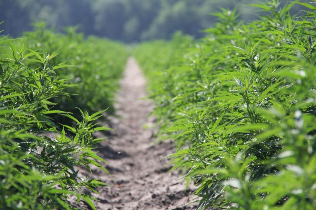 Canapa e agricoltura nei due documentari disponibili su Uam.Tv