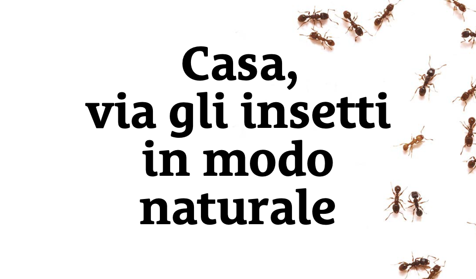 Casa, via gli insetti in modo naturale