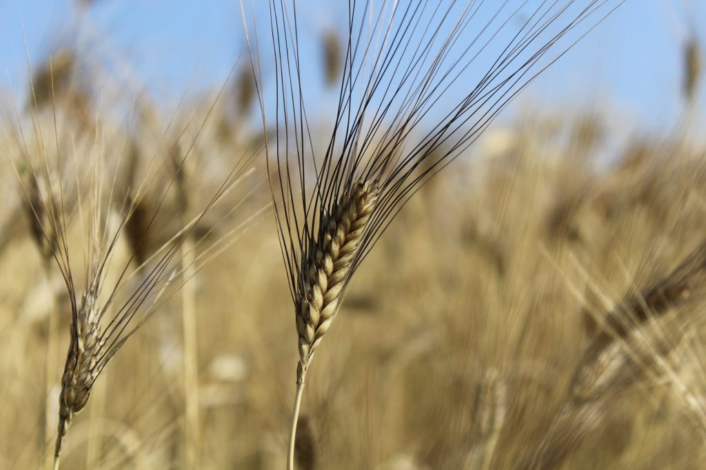 “Cereali resilienti”,  la biodiversità preservata dal seme alla tavola