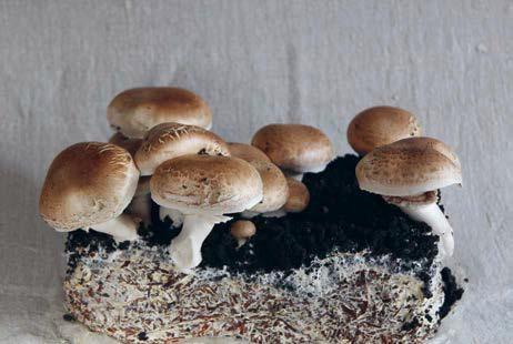 Champignon o Prataiolo: i consigli per coltivarlo