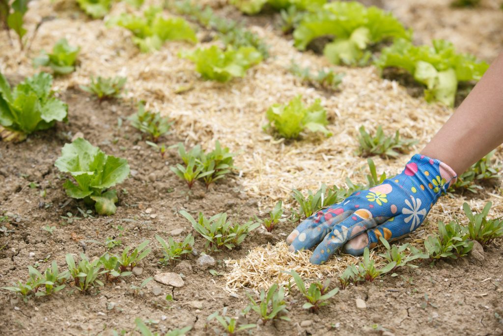 Cibo biodinamico: un’assicurazione sulla vita