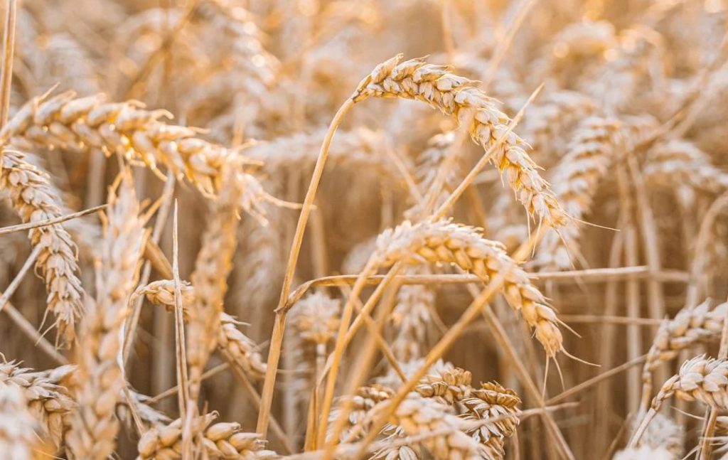 Cibo e agricoltura sostenibili: 23 associazioni chiedono un incontro al ministro