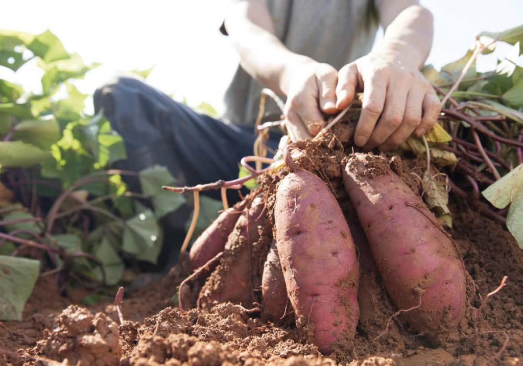 Cibo ribelle: la rivoluzione comincia a tavola