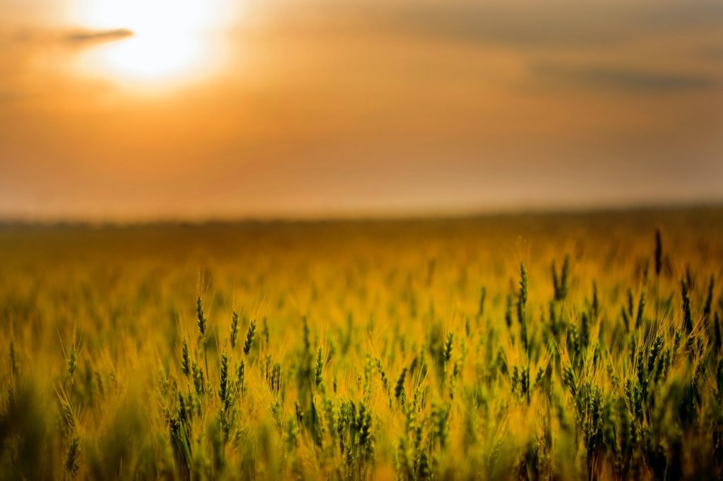 Coalizione Italia Libera da Ogm: «L’Italia respinga i nuovi OGM nel Consiglio UE dei ministri dell’agricoltura»