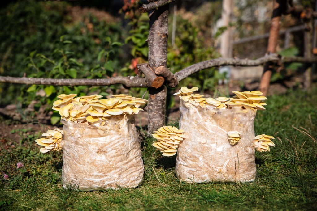 Coltivare i funghi in cortile o sul balcone