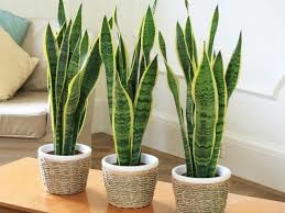 Coltivare la Sansevieria o Lingua di suocera