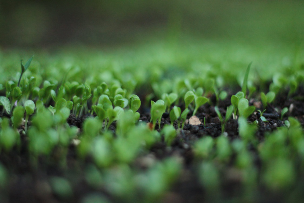 Come autoprodurre preparati e fermentati microbici per la bioagricoltura