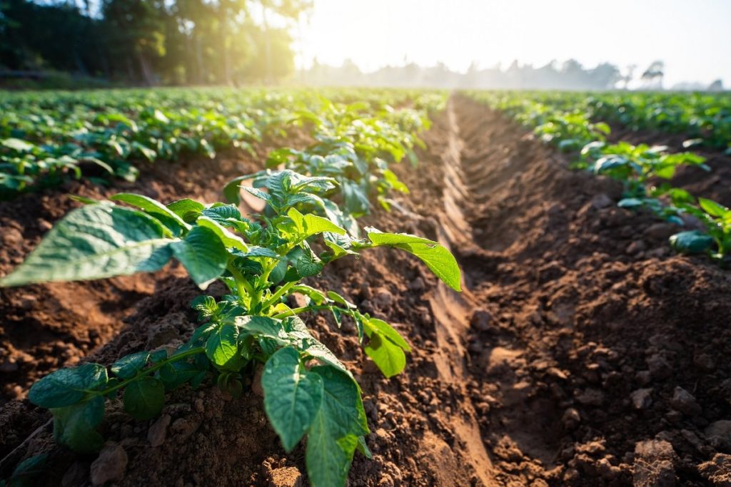 Come autoprodurre preparati e fermentati per la bioagricoltura