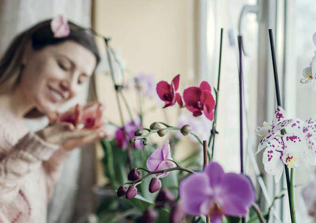 Come scegliere le orchidee