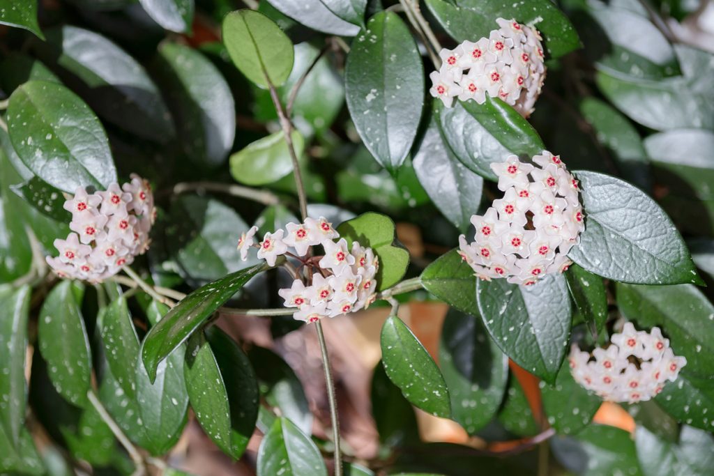 Consigli per coltivare il “Fiore di cera”