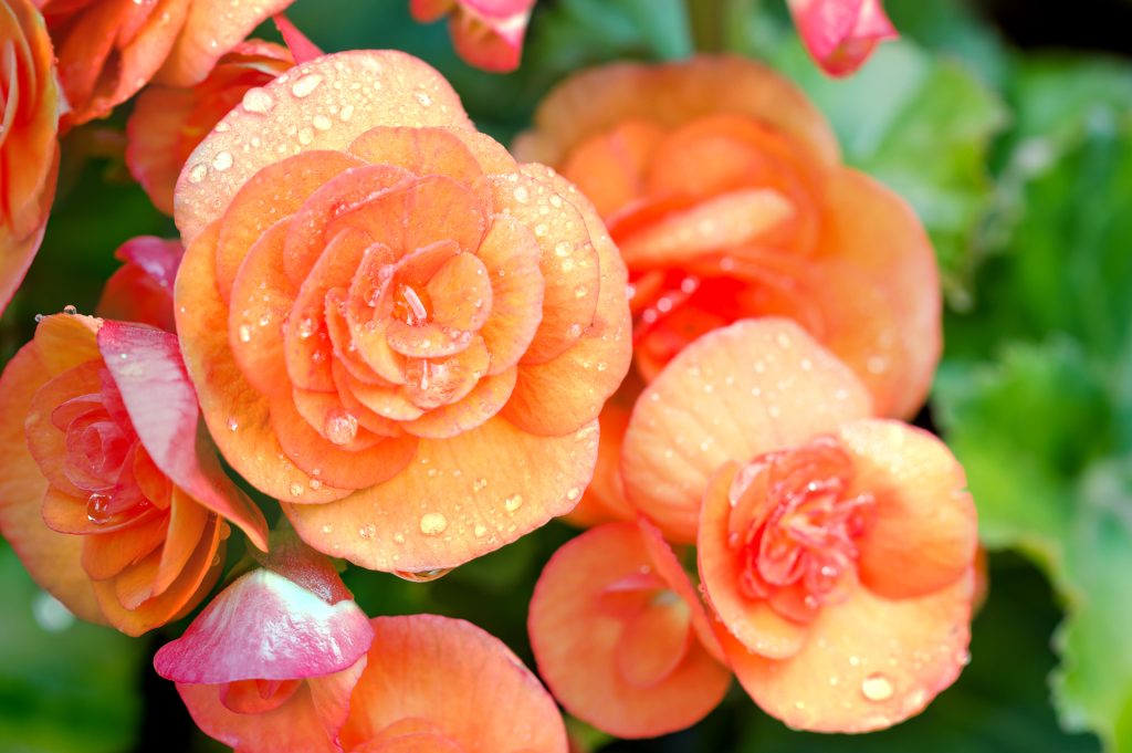 Consigli per coltivare la begonia