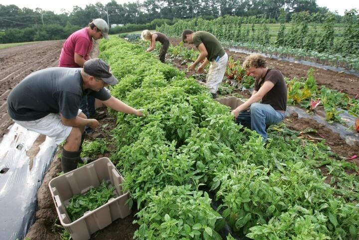 Coronavirus, agricoltura tradizionale come modello per ripartire