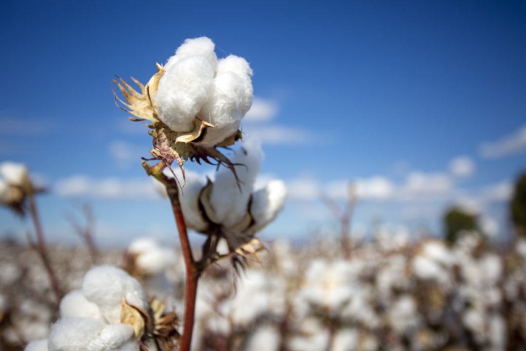 Cotone e nuova schiavitù