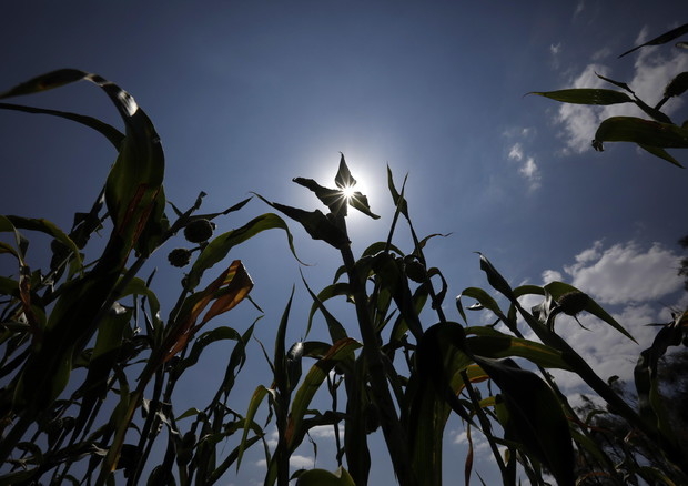 Crocevia e ARI: «Il ministro dell’agricoltura promette di sdoganare i nuovi OGM»