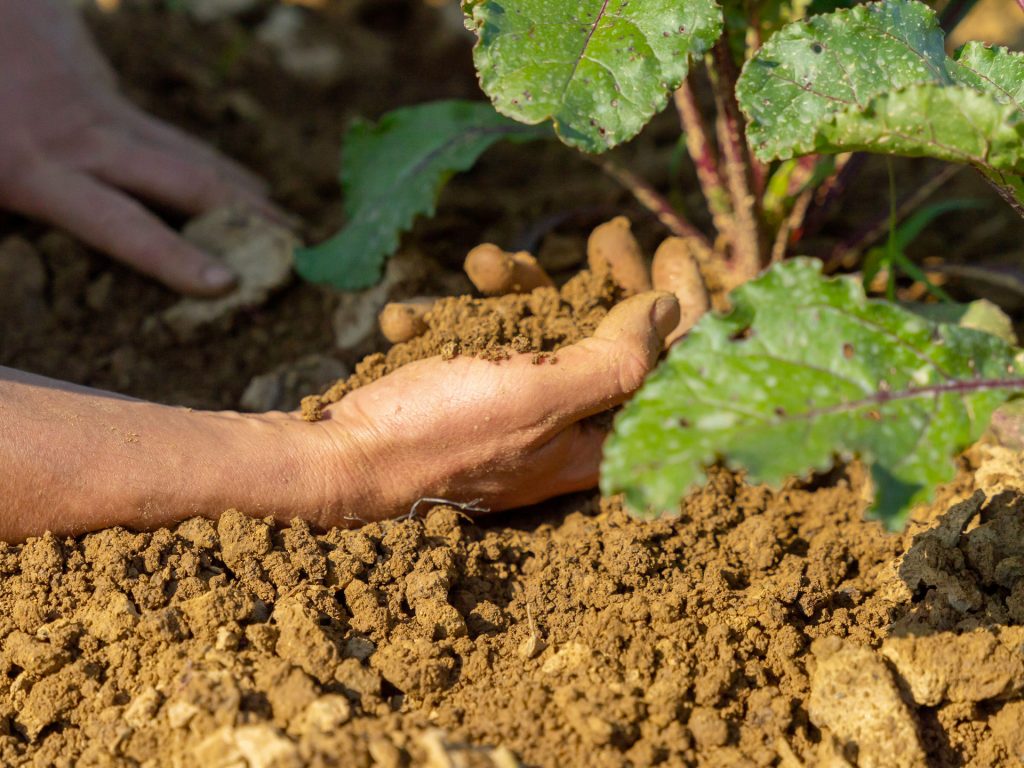 Da che parte sta il movimento biodinamico? La rubrica di Carlo Triarico