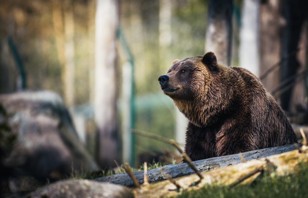 Dal Consiglio di Stato no all’abbattimento degli orsi in Trentino