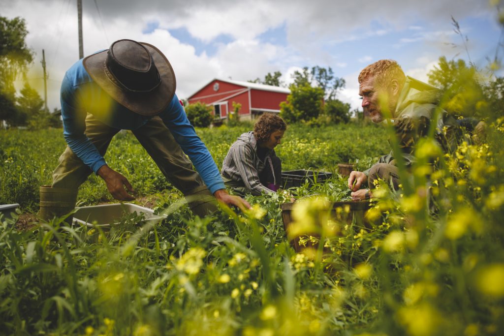 “Dal campo alla tavola”: la UE rimanda di un altro mese