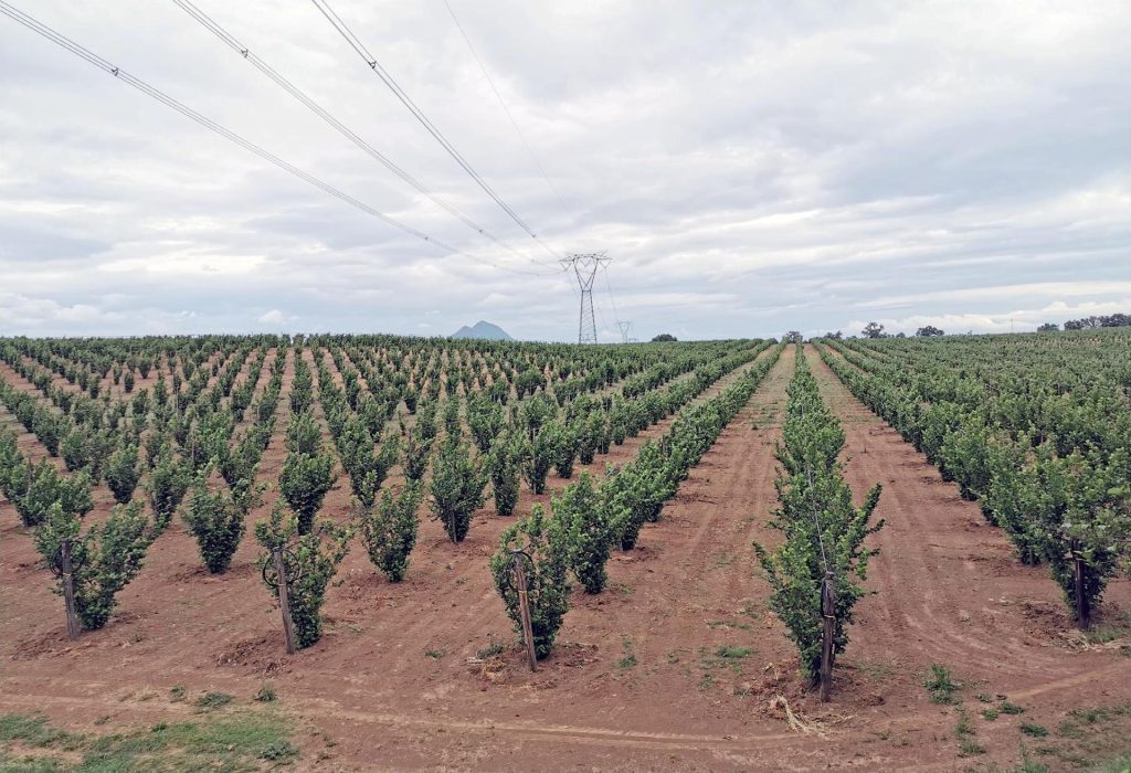 Dal ministero di Cingolani assist ai pesticidi: ma il Tribunale dice no