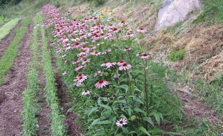 Echinacea: proprietà e coltivazione