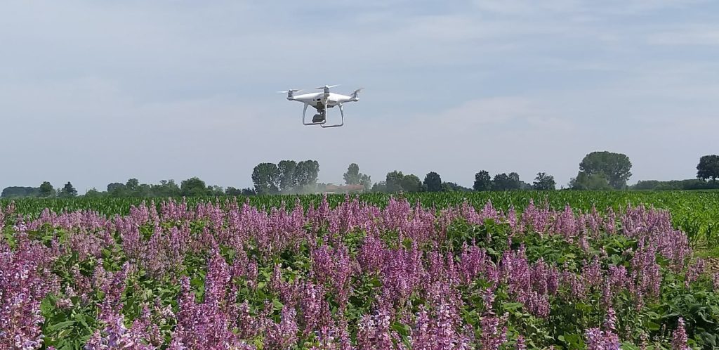 Essica innova la filiera delle erbe aromatiche