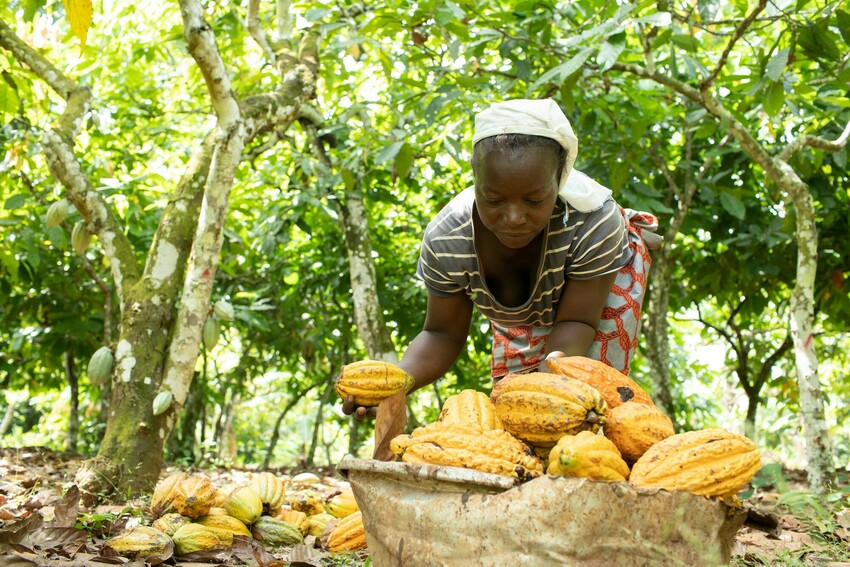 FairTrade: grazie a vendite in Italia, 3 milioni e 800mila euro hanno favorito lo sviluppo delle comunità agricole in Asia, Africa e America Latina